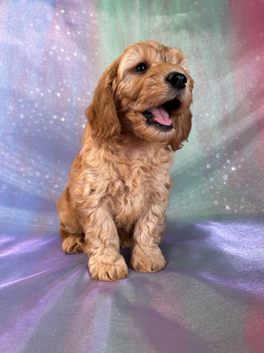 Male F1b Mini Goldendoodle Puppy for Sale $1200 DOB 9-2-2024